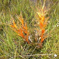 Aciphylla pinnatifida