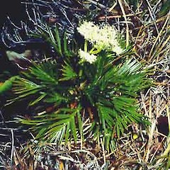 Aciphylla similis.<br>Photographer: John Smith-Dodsworth, Licence: <a target='_blank' href='https://creativecommons.org/licenses/by-nc/4.0'>CC BY-NC</a>.