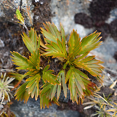 Arthur’s Pass National Park.<br>Photographer: Jane Gosden, Date taken: 07/02/2013, Licence: <a target='_blank' href='https://creativecommons.org/licenses/by-nc-sa/4.0'>CC BY-NC-SA</a>. <a class='member-message' href='/nzpcn/why-join-nzpcn/' target='_blank'>Members can view a larger version of this image.</a>