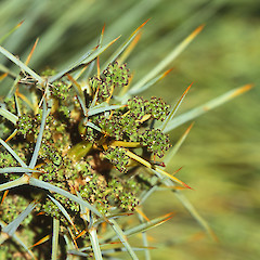Female inflorescence. In cultivation.<br>Photographer: Jeremy R. Rolfe, Date taken: 20/11/2004, Licence: <a target='_blank' href='https://creativecommons.org/licenses/by/4.0'>CC BY</a>.