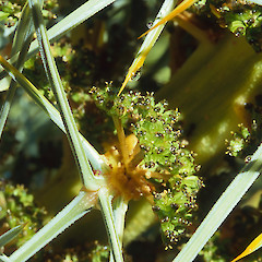 Female inflorescence. In cultivation.<br>Photographer: Jeremy R. Rolfe, Date taken: 20/11/2004, Licence: <a target='_blank' href='https://creativecommons.org/licenses/by/4.0'>CC BY</a>.