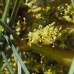 Male inflorescence. In cultivation.<br>Photographer: Jeremy R. Rolfe, Date taken: 20/11/2004, Licence: <a target='_blank' href='https://creativecommons.org/licenses/by/4.0'>CC BY</a>.