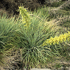 Aciphylla squarrosa var. squarrosa