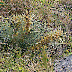 Whitireia Park, Porirua.<br>Photographer: Jeremy R. Rolfe, Date taken: 13/11/2011, Licence: <a target='_blank' href='https://creativecommons.org/licenses/by/4.0'>CC BY</a>.