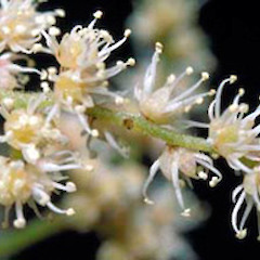 Flowers.<br>Photographer: John E. Braggins, Licence: All rights reserved.