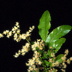 Flowering panicle, ex. cult.<br>Photographer: John Smith-Dodsworth, Licence: <a target='_blank' href='https://creativecommons.org/licenses/by-nc/4.0'>CC BY-NC</a>.