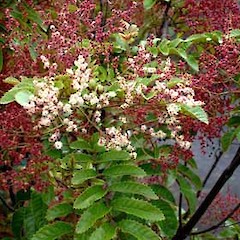 Ackama rosifolia in flower and fruit, Ex Cult. October 2005.<br>Photographer: Peter J de Lange, Licence: <a target='_blank' href='https://creativecommons.org/licenses/by-nc/4.0'>CC BY-NC</a>.