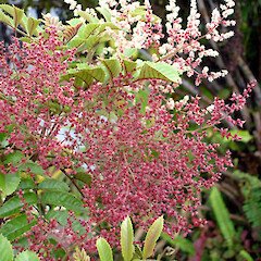 Ackama rosifolia.<br>Photographer: Peter J de Lange, Licence: <a target='_blank' href='https://creativecommons.org/licenses/by-nc/4.0'>CC BY-NC</a>. <a class='member-message' href='/nzpcn/why-join-nzpcn/' target='_blank'>Members can view a larger version of this image.</a>