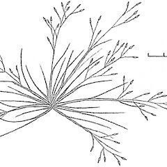 Agrostis pallescens