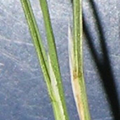 Agrostis petriei