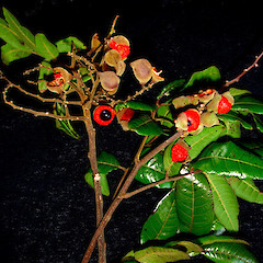 Alectryon excelsus subsp excelsus.<br>Photographer: Peter J de Lange, Licence: <a target='_blank' href='https://creativecommons.org/licenses/by-nc/4.0'>CC BY-NC</a>.
