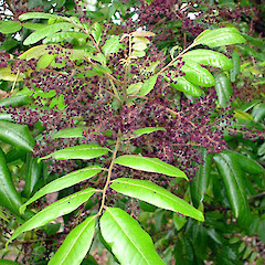 Alectryon excelsus subsp excelsus.<br>Photographer: Peter J de Lange, Licence: <a target='_blank' href='https://creativecommons.org/licenses/by-nc/4.0'>CC BY-NC</a>.