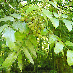Carter Scenic Reserve.<br>Photographer: John Sawyer, Date taken: 01/04/2010, Licence: <a target='_blank' href='https://creativecommons.org/licenses/by-nc/4.0'>CC BY-NC</a>.
