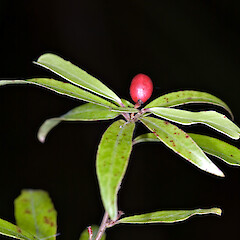 Alseuosmia banksii var. linariifolia