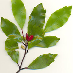 Alseuosmia quercifolia