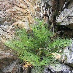 Hawkdun Range.<br>Photographer: John Barkla, Licence: <a target='_blank' href='https://creativecommons.org/licenses/by/4.0'>CC BY</a>. <a class='member-message' href='/nzpcn/why-join-nzpcn/' target='_blank'>Members can view a larger version of this image.</a>
