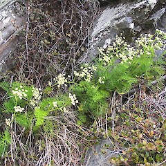 Kyeburn.<br>Photographer: John Barkla, Licence: <a target='_blank' href='https://creativecommons.org/licenses/by/4.0'>CC BY</a>. <a class='member-message' href='/nzpcn/why-join-nzpcn/' target='_blank'>Members can view a larger version of this image.</a>