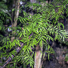 Rotokare, Taranaki.<br>Photographer: Jeremy R. Rolfe, Date taken: 24/07/2013, Licence: <a target='_blank' href='https://creativecommons.org/licenses/by/4.0'>CC BY</a>.