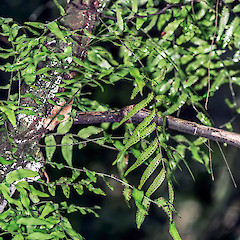 Rotokare, Taranaki.<br>Photographer: Jeremy R. Rolfe, Date taken: 24/07/2013, Licence: <a target='_blank' href='https://creativecommons.org/licenses/by/4.0'>CC BY</a>.