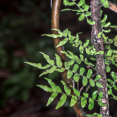 Rotokare, Taranaki.<br>Photographer: Jeremy R. Rolfe, Date taken: 24/07/2013, Licence: <a target='_blank' href='https://creativecommons.org/licenses/by/4.0'>CC BY</a>.