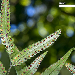 Waiwhakaiho Scenic Reserve, New Plymouth.<br>Photographer: Jeremy R. Rolfe, Date taken: 14/02/2015, Licence: <a target='_blank' href='https://creativecommons.org/licenses/by/4.0'>CC BY</a>.