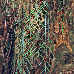 Mangaone Track.<br>Photographer: Jeremy R. Rolfe, Date taken: 14/04/1984, Licence: <a target='_blank' href='https://creativecommons.org/licenses/by/4.0'>CC BY</a>.