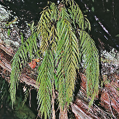 Peel Forest.<br>Photographer: Jeremy R. Rolfe, Date taken: 20/01/1983, Licence: <a target='_blank' href='https://creativecommons.org/licenses/by/4.0'>CC BY</a>.