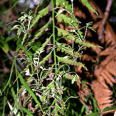Hybrid with Asplenium bulbiferum. Lower Hutt.<br>Photographer: Jeremy R. Rolfe, Date taken: 09/01/2005, Licence: <a target='_blank' href='https://creativecommons.org/licenses/by/4.0'>CC BY</a>.
