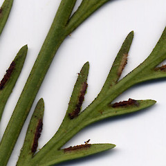 Sori, Dunedin.<br>Photographer: John Barkla, Licence: <a target='_blank' href='https://creativecommons.org/licenses/by/4.0'>CC BY</a>.