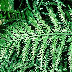 At Motuokino, Coromandel.<br>Photographer: John Smith-Dodsworth, Licence: <a target='_blank' href='https://creativecommons.org/licenses/by-nc/4.0'>CC BY-NC</a>. <a class='member-message' href='/nzpcn/why-join-nzpcn/' target='_blank'>Members can view a larger version of this image.</a>