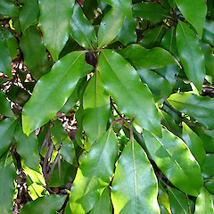 Form with broad leaves corresponding to B. tawaroa A.E.Wright. In cultivation ex Tiritiri Matangi Island. Aug 2007.<br>Photographer: Peter J de Lange, Licence: <a target='_blank' href='https://creativecommons.org/licenses/by-nc/4.0'>CC BY-NC</a>.