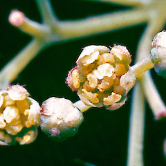 Flowers ex Hakarimata Range.<br>Photographer: John E. Braggins, Licence: All rights reserved.