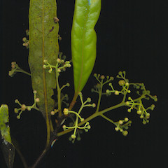 Flowers of Beilschmiedia tawa.<br>Photographer: Wayne Bennett, Licence: <a target='_blank' href='https://creativecommons.org/licenses/by-nc/4.0'>CC BY-NC</a>.