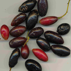Fruit of Beilschmiedia tawa.<br>Photographer: Wayne Bennett, Licence: <a target='_blank' href='https://creativecommons.org/licenses/by-nc/4.0'>CC BY-NC</a>.