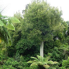 Beilschmiedia tawa.<br>Photographer: Wayne Bennett, Licence: <a target='_blank' href='https://creativecommons.org/licenses/by-nc/4.0'>CC BY-NC</a>.