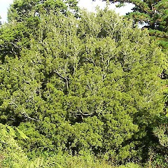 Beilschmiedia tawa.<br>Photographer: Wayne Bennett, Licence: <a target='_blank' href='https://creativecommons.org/licenses/by-nc/4.0'>CC BY-NC</a>.