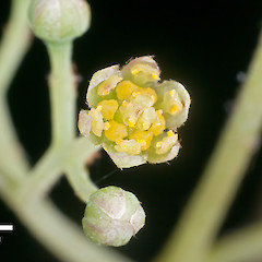 Flower. Upper Hutt.<br>Photographer: Jeremy R. Rolfe, Date taken: 14/01/2011, Licence: <a target='_blank' href='https://creativecommons.org/licenses/by/4.0'>CC BY</a>.