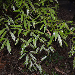 Bridal Veil Falls, near Raglan.<br>Photographer: John Sawyer, Date taken: 01/07/2013, Licence: <a target='_blank' href='https://creativecommons.org/licenses/by-nc/4.0'>CC BY-NC</a>.