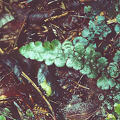 Coromandel.<br>Photographer: John Smith-Dodsworth, Licence: <a target='_blank' href='https://creativecommons.org/licenses/by-nc/4.0'>CC BY-NC</a>.