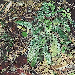 Coromandel.<br>Photographer: John Smith-Dodsworth, Licence: <a target='_blank' href='https://creativecommons.org/licenses/by-nc/4.0'>CC BY-NC</a>.
