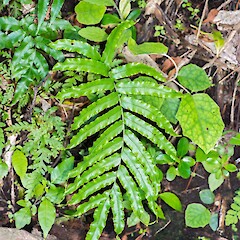 Parablechnum triangularifolium