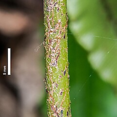 Stipe scales. Pukerua Bay.<br>Photographer: Jeremy R. Rolfe, Date taken: 02/11/2013, Licence: <a target='_blank' href='https://creativecommons.org/licenses/by/4.0'>CC BY</a>. <a class='member-message' href='/nzpcn/why-join-nzpcn/' target='_blank'>Members can view a larger version of this image.</a>