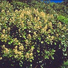 Mt Taranaki January.<br>Photographer: John Smith-Dodsworth, Licence: <a target='_blank' href='https://creativecommons.org/licenses/by-nc/4.0'>CC BY-NC</a>.