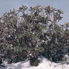 Mount Taranaki. Sep 1965.<br>Photographer: Colin C. Ogle, Licence: <a target='_blank' href='https://creativecommons.org/licenses/by-nc/4.0'>CC BY-NC</a>.