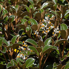 Brachyglottis elaeagnifolia.<br>Photographer: Mike Thorsen, Licence: All rights reserved. <a class='member-message' href='/nzpcn/why-join-nzpcn/' target='_blank'>Members can view a larger version of this image.</a>