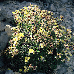 Three Sisters Quarry, Mt Burnett.<br>Photographer: Gillian M. Crowcroft, Licence: All rights reserved. <a class='member-message' href='/nzpcn/why-join-nzpcn/' target='_blank'>Members can view a larger version of this image.</a>