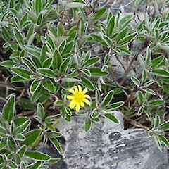 Brachyglottis laxifolia