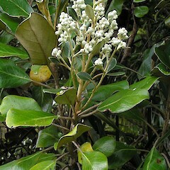 Brachyglottis rotundifolia var. ambigua