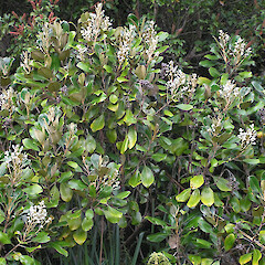 Near Charleston, 15/12/05.<br>Photographer: Phil Knightbridge, Licence: All rights reserved. <a class='member-message' href='/nzpcn/why-join-nzpcn/' target='_blank'>Members can view a larger version of this image.</a>