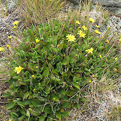 Hector Mountains.<br>Photographer: John Barkla, Licence: <a target='_blank' href='https://creativecommons.org/licenses/by/4.0'>CC BY</a>. <a class='member-message' href='/nzpcn/why-join-nzpcn/' target='_blank'>Members can view a larger version of this image.</a>